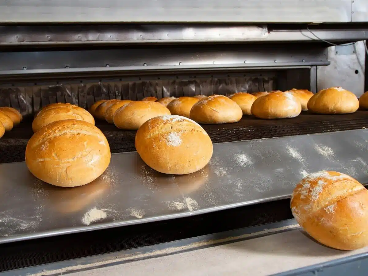 Bread rolls coming out of conveyor belt in industrial food facility